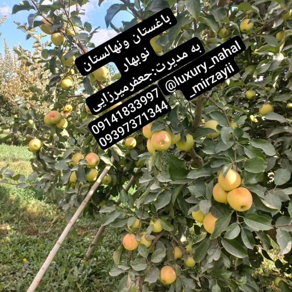 1731138228233.webp