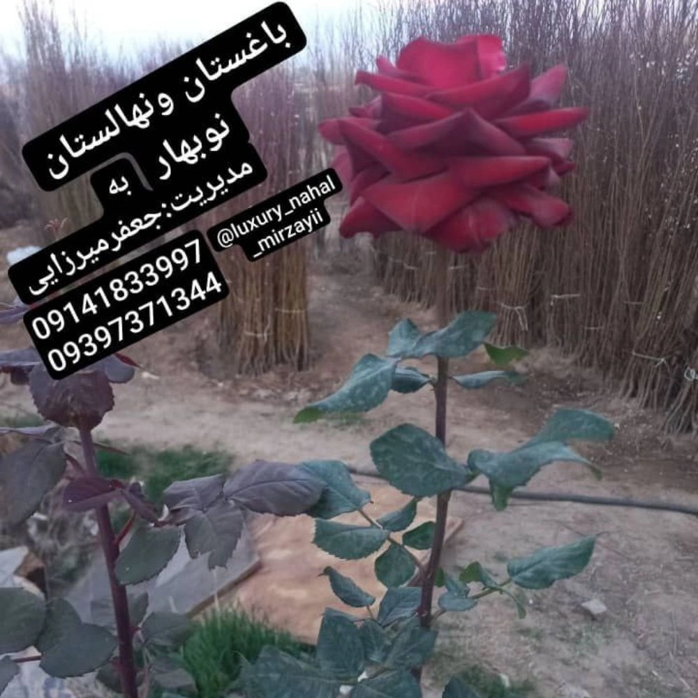 1731138384178.webp