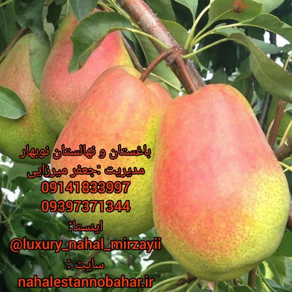 1731139300907.webp