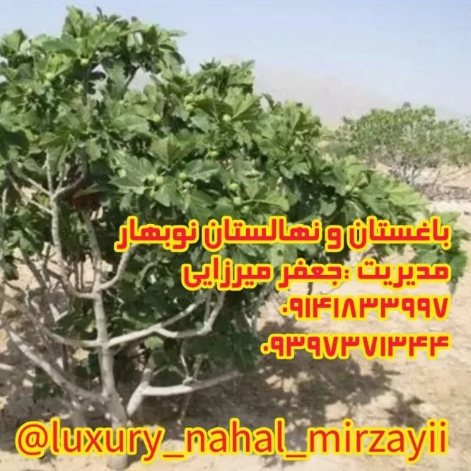 1731139503503.webp