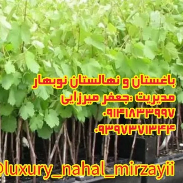 1731139708618.webp