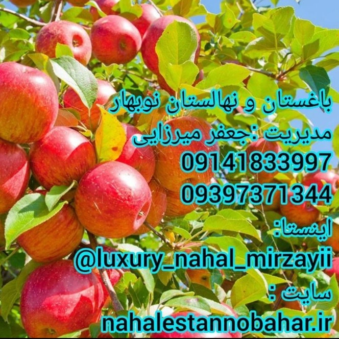 1731139959406.webp