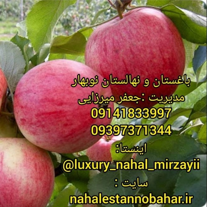 1731140325181.webp