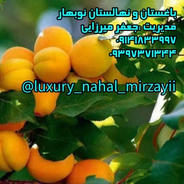 1731140581195.webp