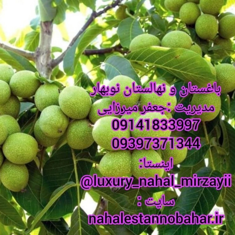 1731141219804.webp