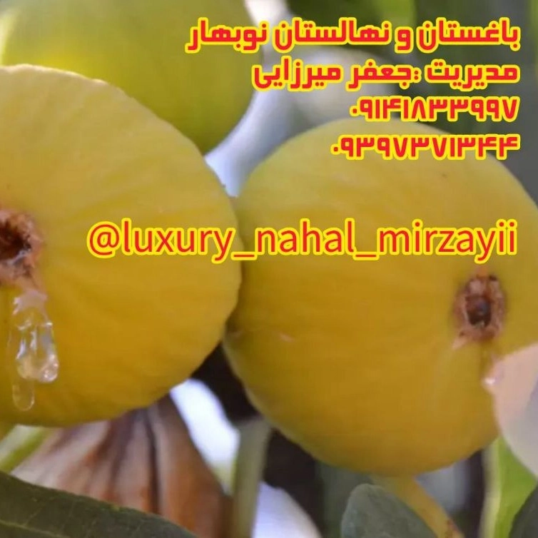 1731141779069.webp