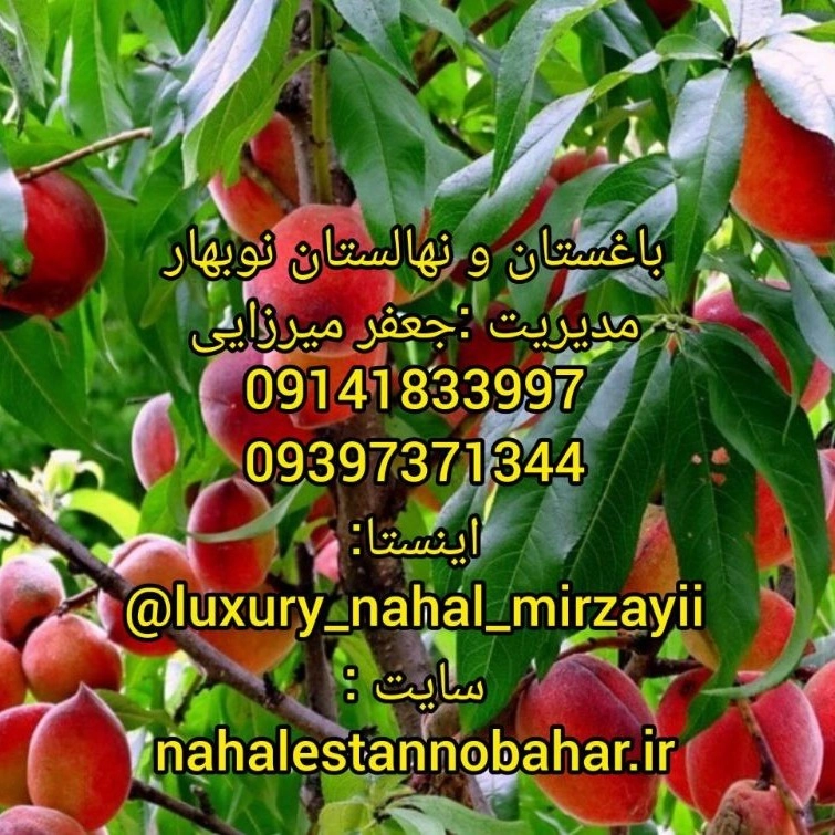 1731142005461.webp