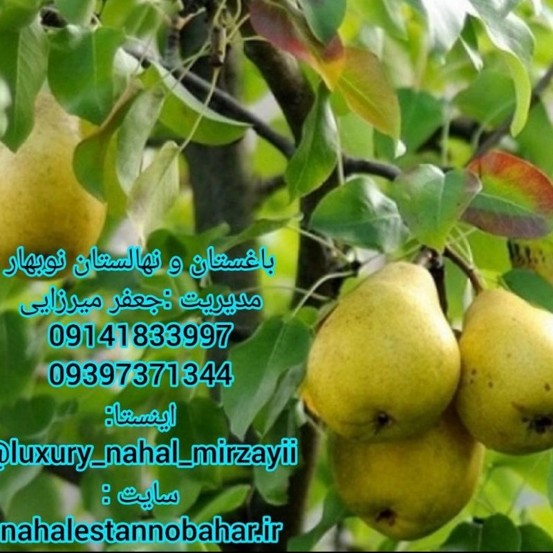 1731142617756.webp
