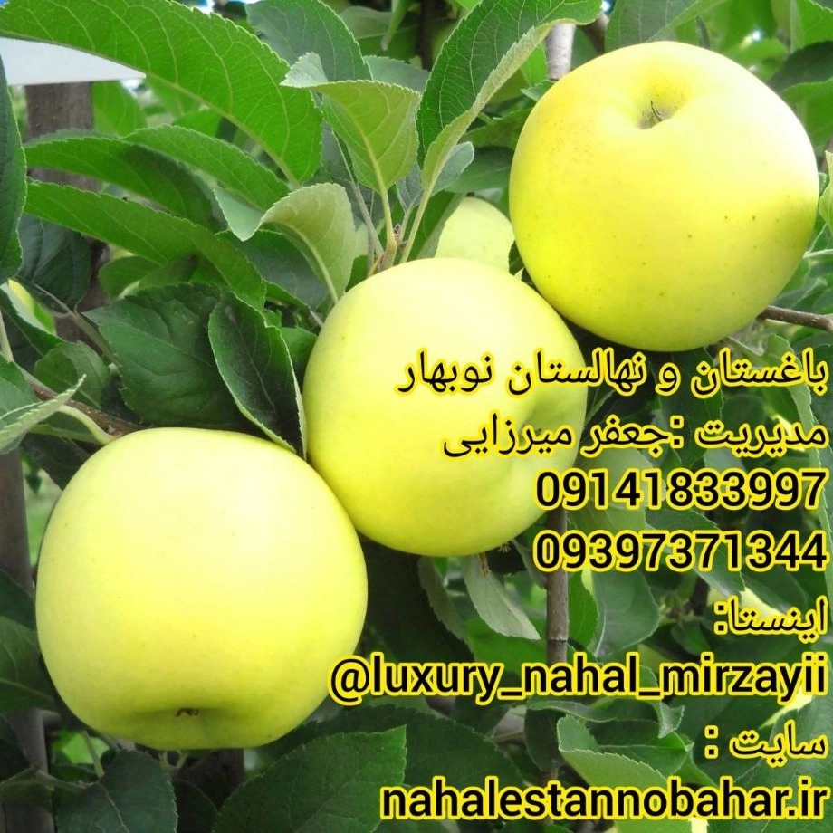 1731142963174.webp