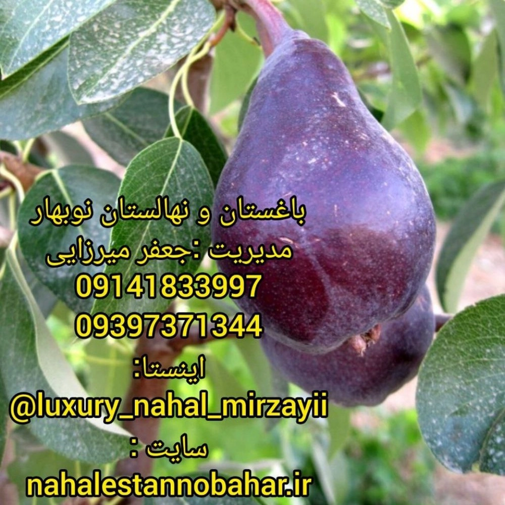 1731142988036.webp