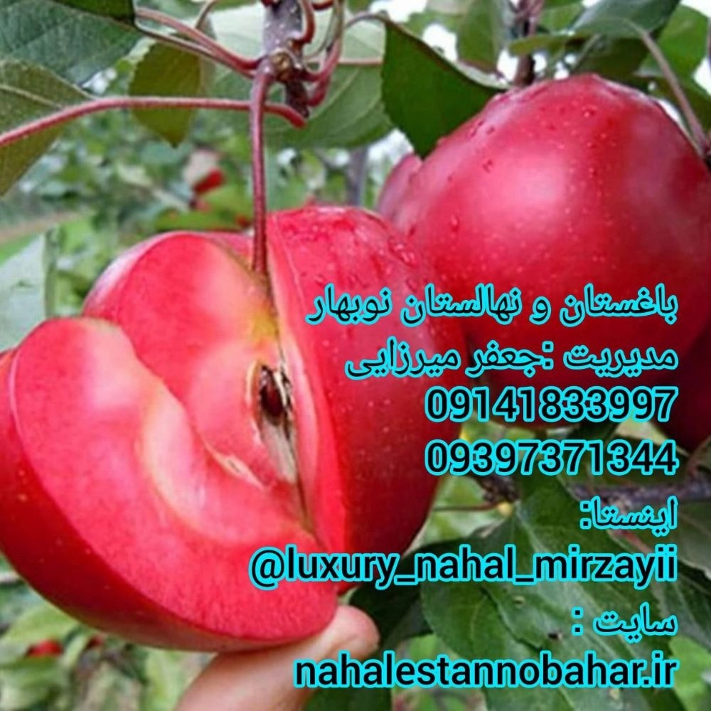 1731142999932.webp