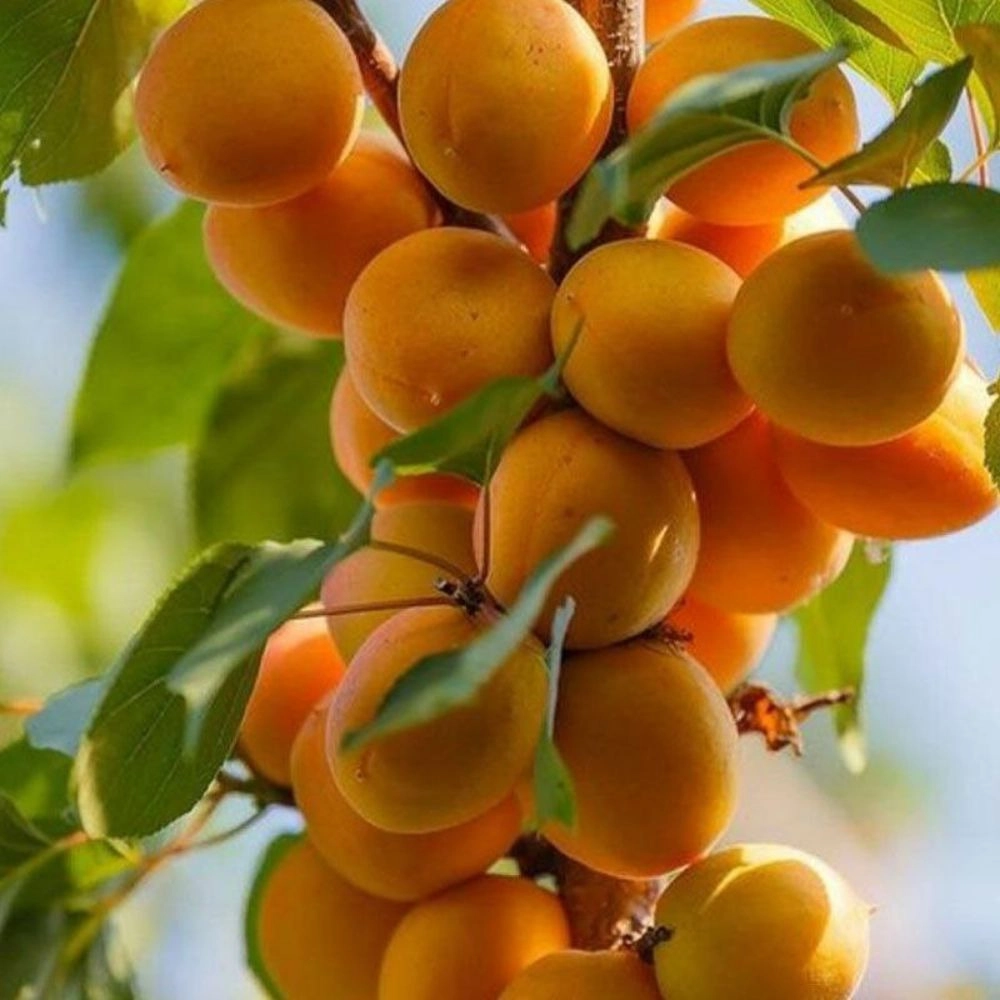 1739346071313.webp