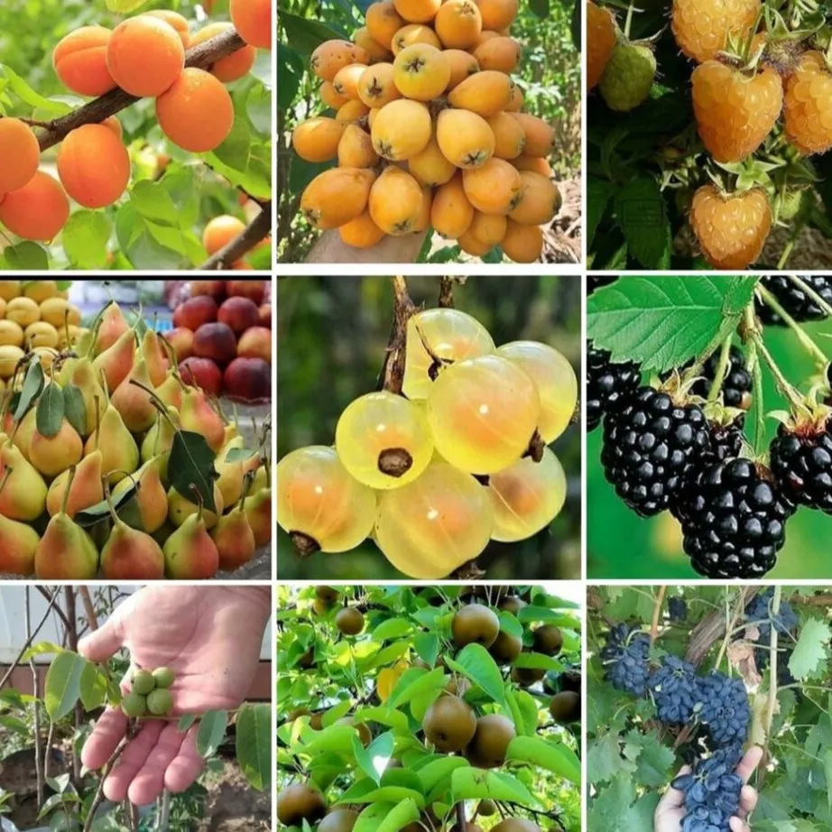 نهالستان الماس نهال در میاندوآب
