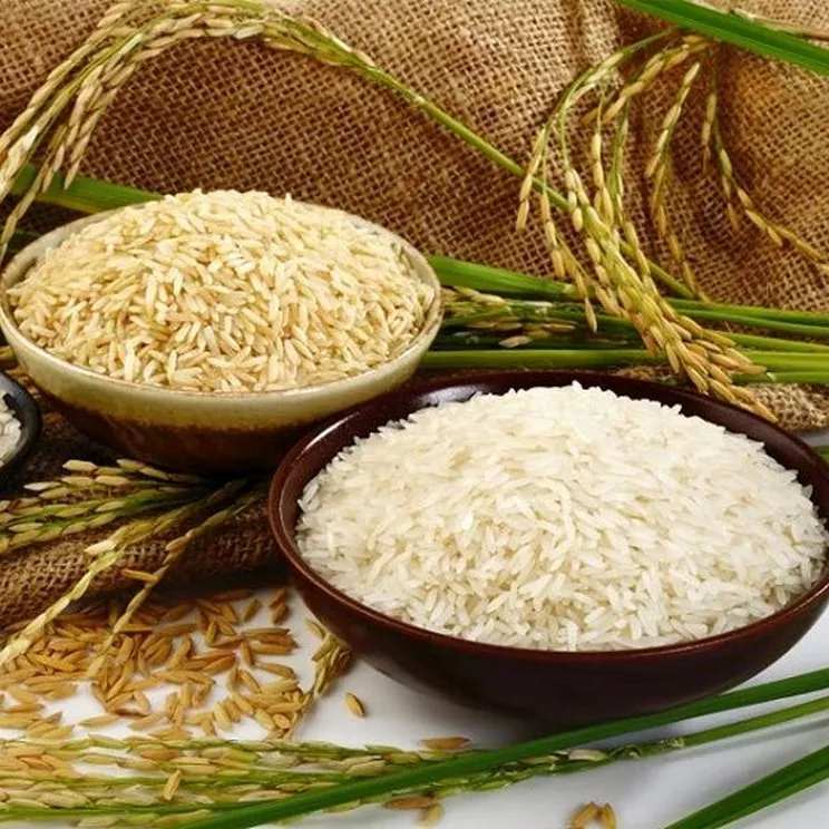 تولیدی برنج گیلان خزر در لشت نشا
