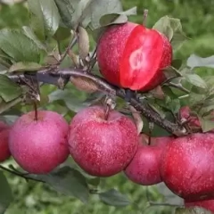 نهالستان حیدران در آذربایجان شرقی