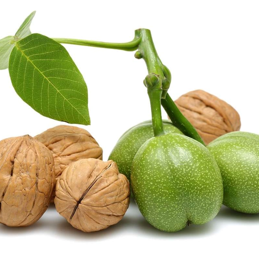 خرید و فروش نهال گردو پیوندی و گردو چندلر اقلیم پارسیان در ساری مازندران