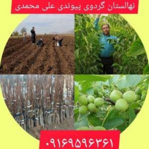 Nazanin Deşt El Şatar'a ceviz fidanlığı dikti