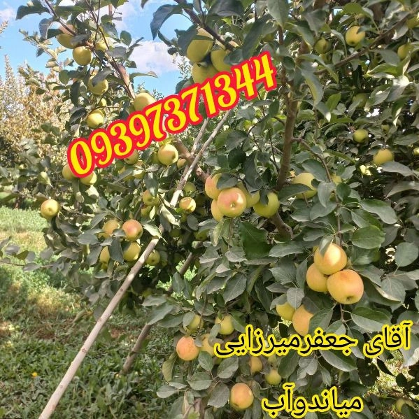 1705123440281.webp