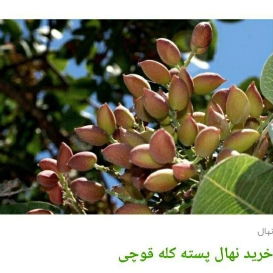 1705830228969.webp
