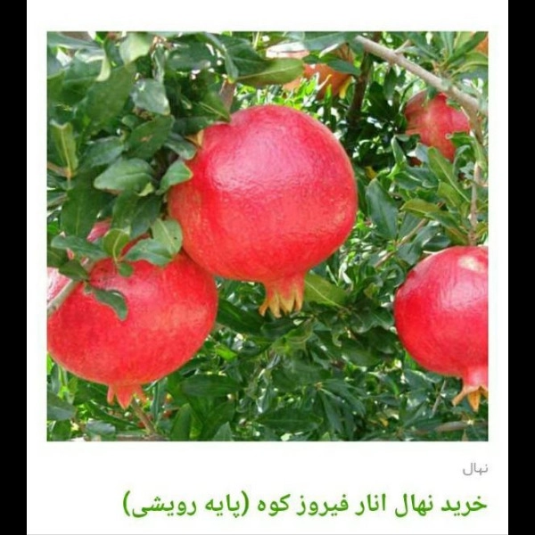1705830343164.webp
