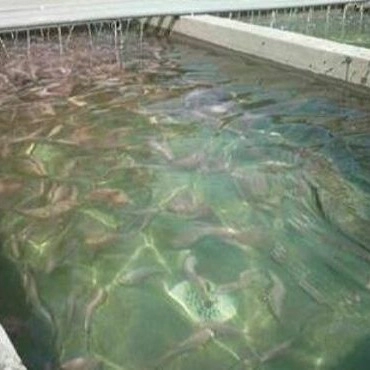 Abad Karaj Fish House