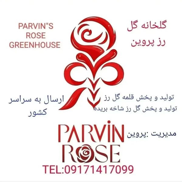 Provin Dutch rose cuttings production and distribution in Yasouj