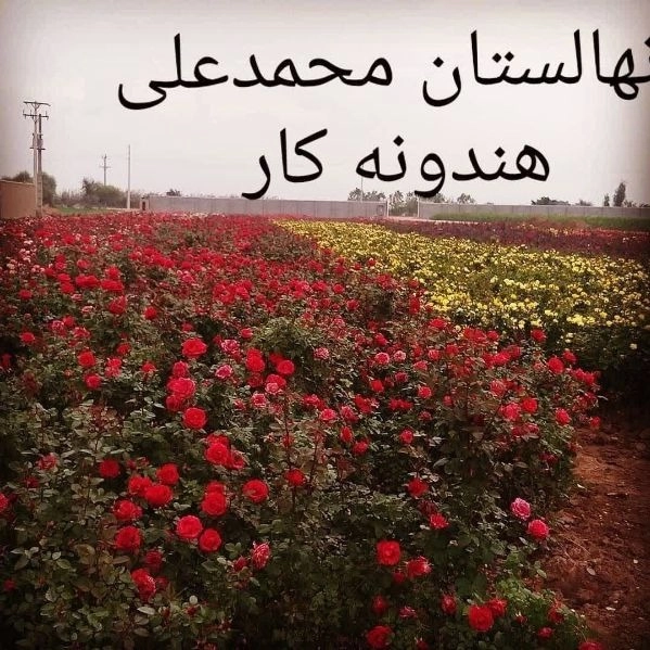 تولید و فروش گل رز هلندی و نهال مرکبات پیوندی در دزفول خوزستان