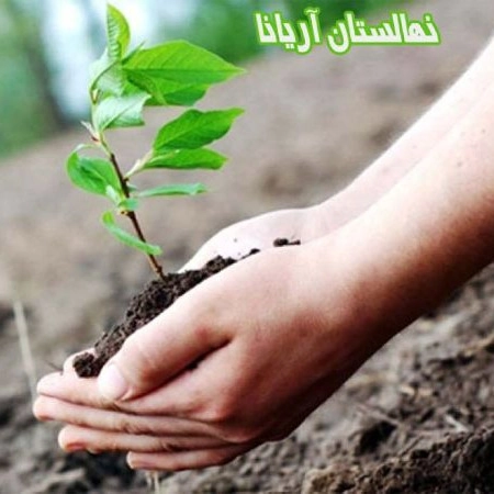 نهالستان آریانا، فروش نهال میوه و گردو پیوندی مقاوم در برابر سرما در زنجان