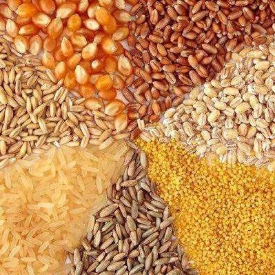 منتجات زراعية، بيع الذرة العلفية في أصفهان، نطنز