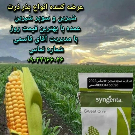 ذرت نشاسته قاسمی،خرید و فروش بذر ذرت شیرین درشیراز