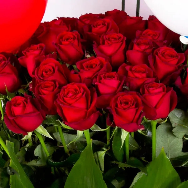 Rhubarb company, production and distribution of eternal and Dutch roses in Isfahan