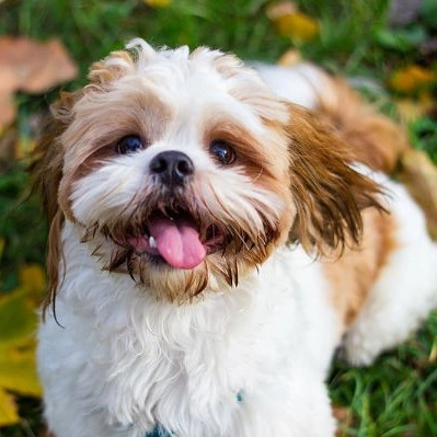Danny Pat, Tahran'da kedi bekçi köpeği eğitimi ve evcil hayvanlar