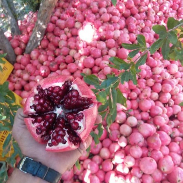 1720936786162.webp