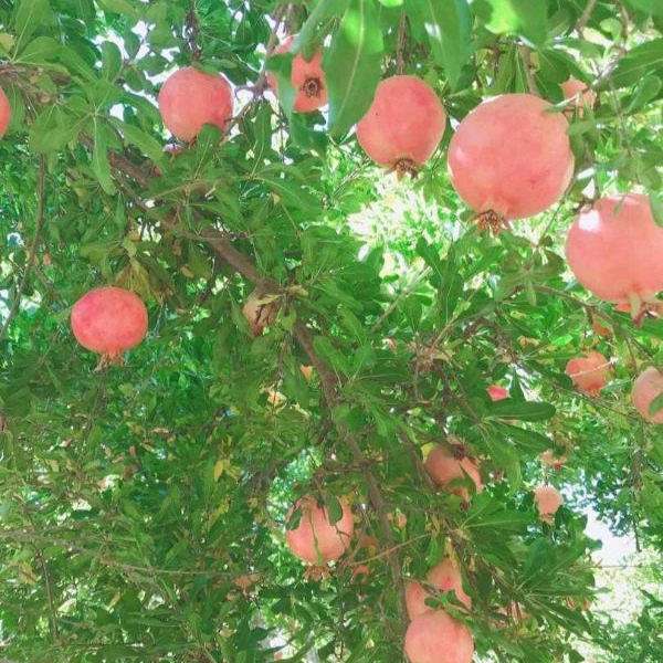 1720936811518.webp