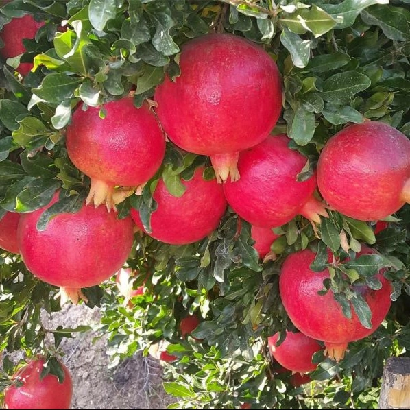 1720936849433.webp