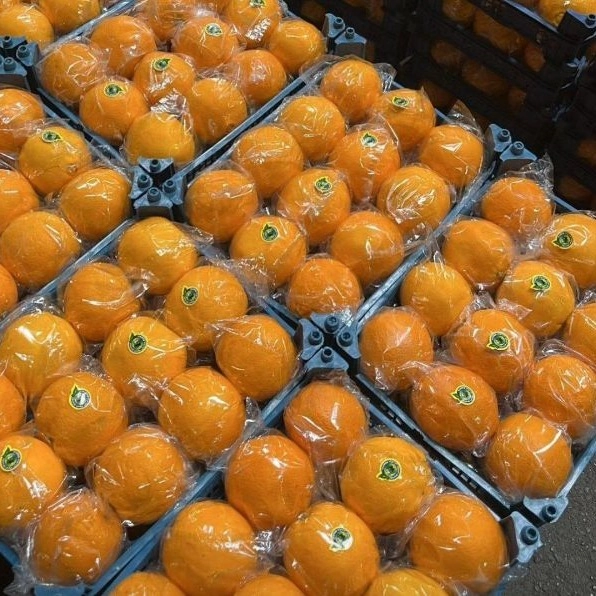 Feriborz Sebzeleri, Hormozgan Yolu'nda meyve ve sebze satış ve paketleme
