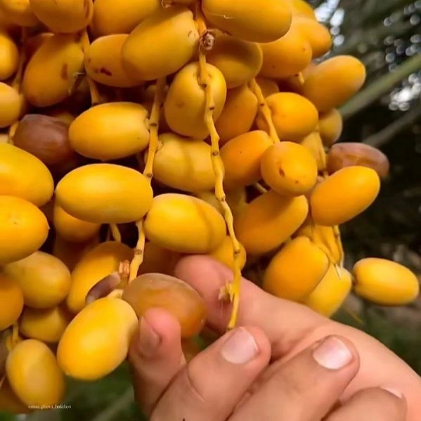 Hiva store, sales and packaging of dates in Fars