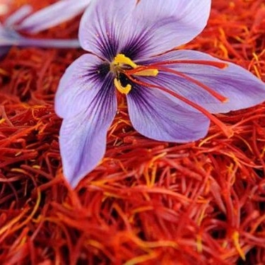 Banu store, production and sale of saffron in Torbat Heydarieh Khorasan Razavi