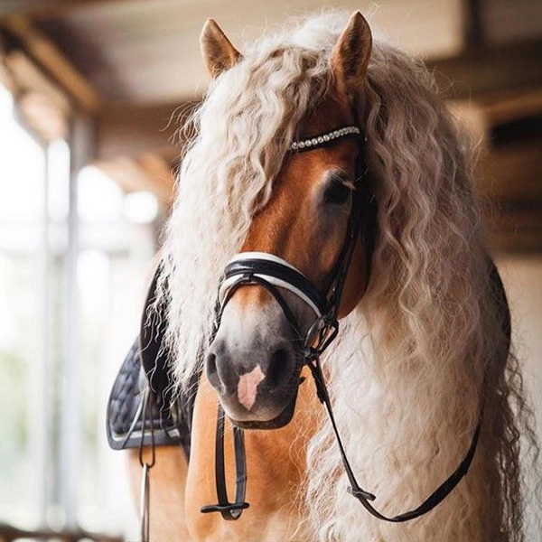 گیل هورس، آموزش و پرورش اسب در رشت گیلان