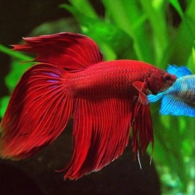 لوازم آکواریوم بلوریان