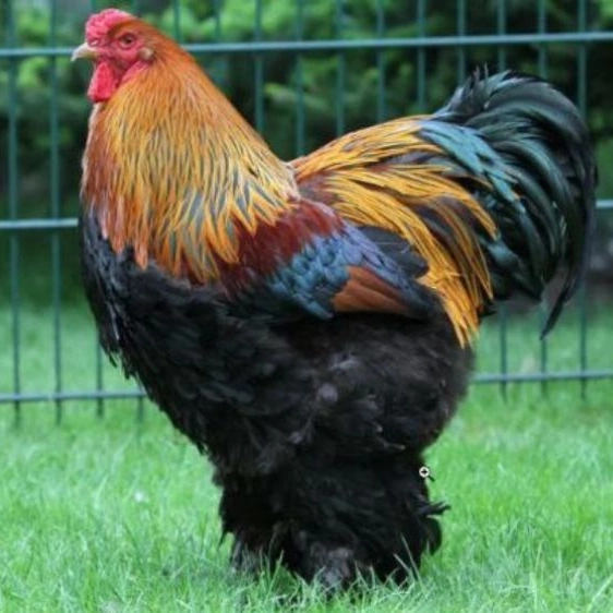 مرغداری سوپر چیکن
