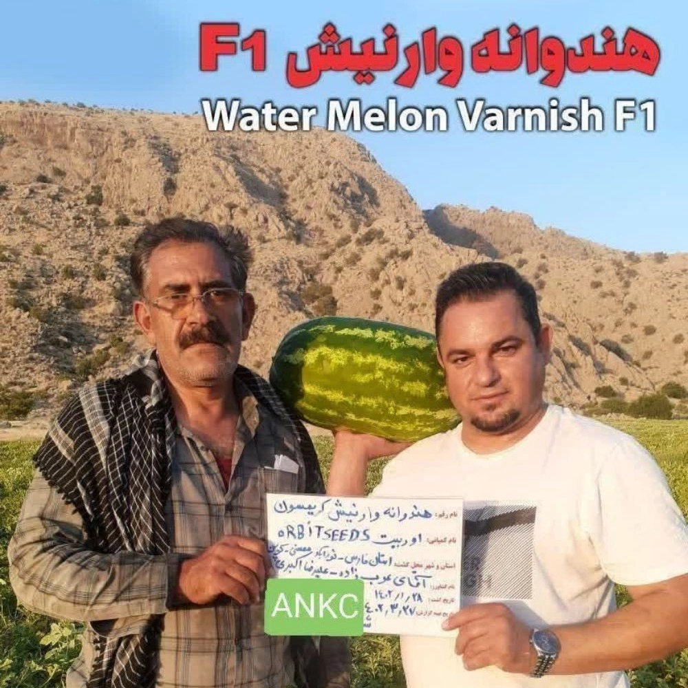 1734336862122.webp