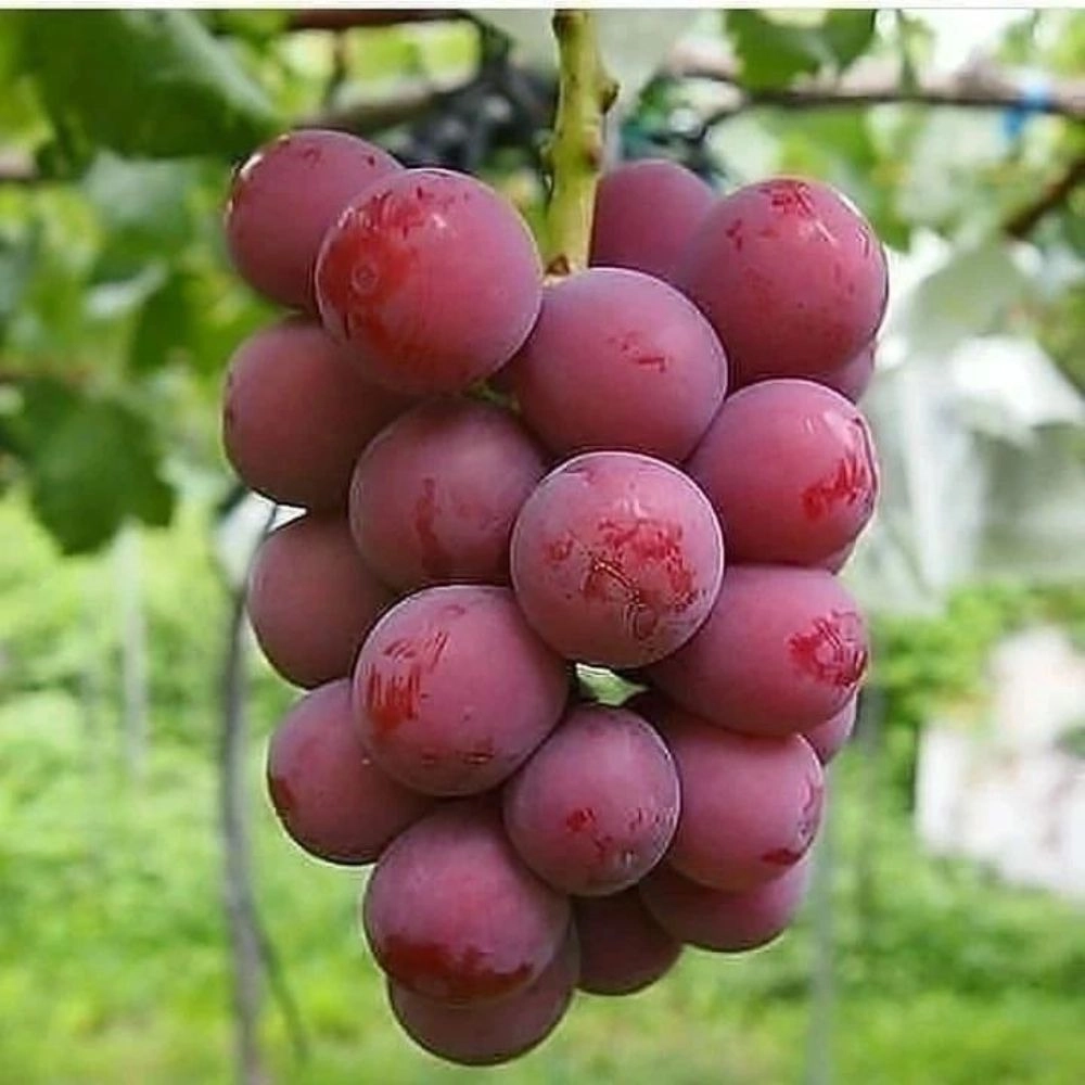 نهالستان سبز نهال خلیلی