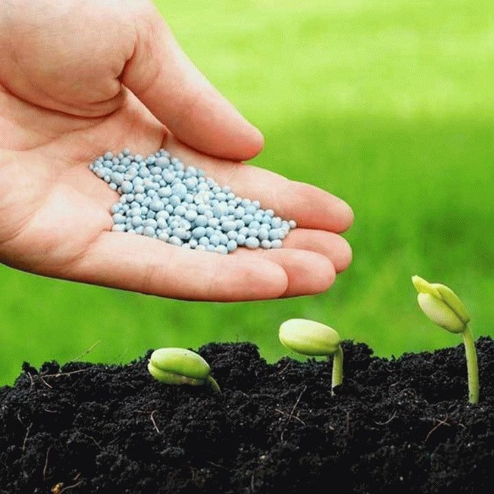 توزیع سم کود بذر و ادوات کشاورزی خانواده صدیقی در رضوانشهر گیلان