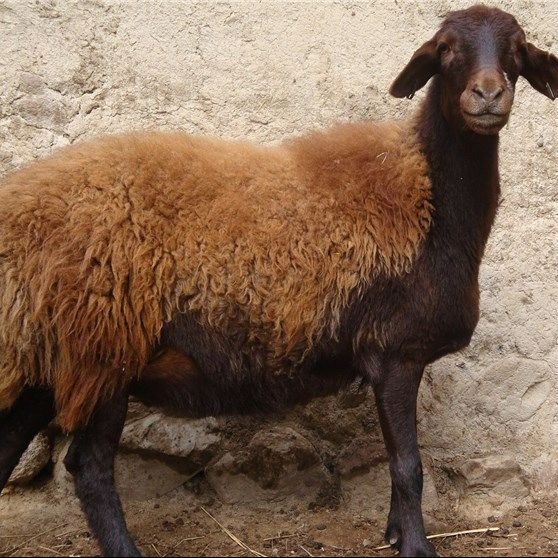 راگاژن پرورش گوسفند چندقلوزا برولا افشار ترابی در شهرری تهران