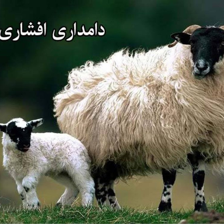 Afshari Hayvancılık Çiftliği, Mehrdasht Karaj'da canlı koyun, koyun, tavuk ve horozları ücretsiz hizmetle satıyor ve dağıtıyor
