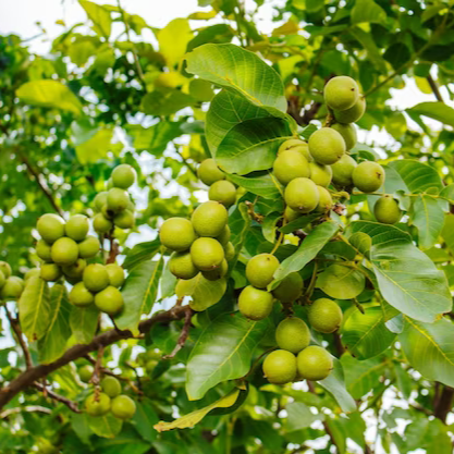 نهالستان تک نهال خیرخواه در میاندوآب