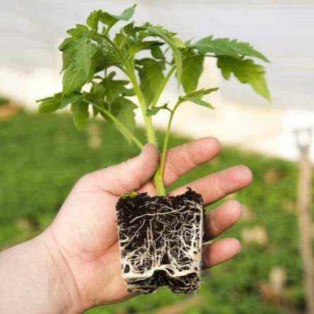 Seedling production and stale greenhouse in Shiraz