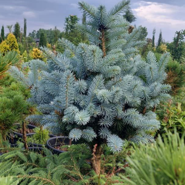 Production and sale of all kinds of ornamental flowers and rare palm species of Toska flower garden in Chabaksar