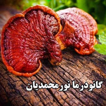 گانودرما نورمحمدیان ، تولید و پخش قارچ خالص گانودرما در کرمان